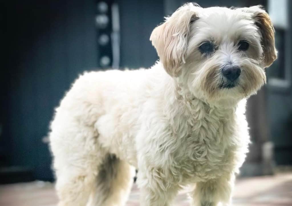 schnauzer poodle mix puppy