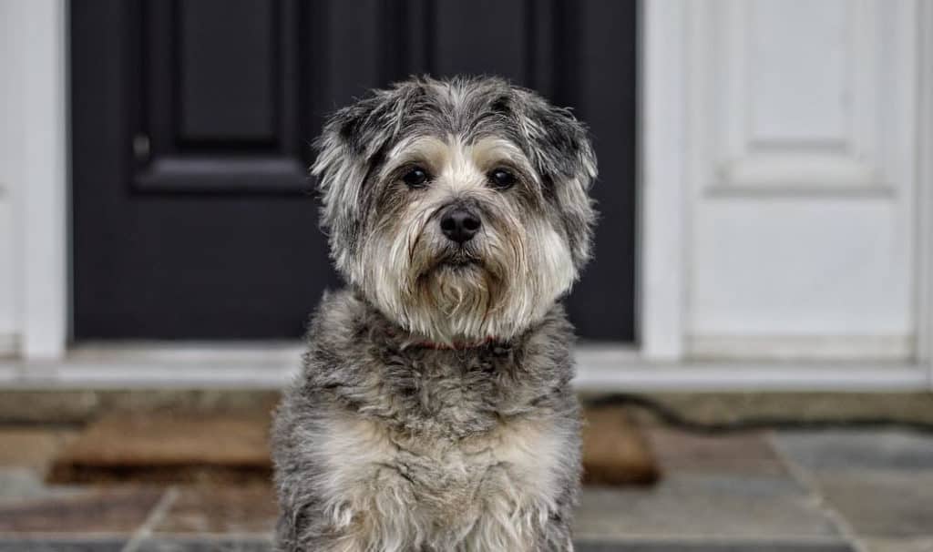 schnoodle dog smile