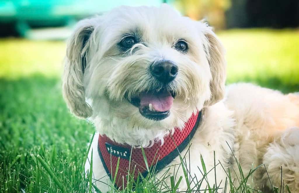 schnoodle-are-poodle-mixes-smart