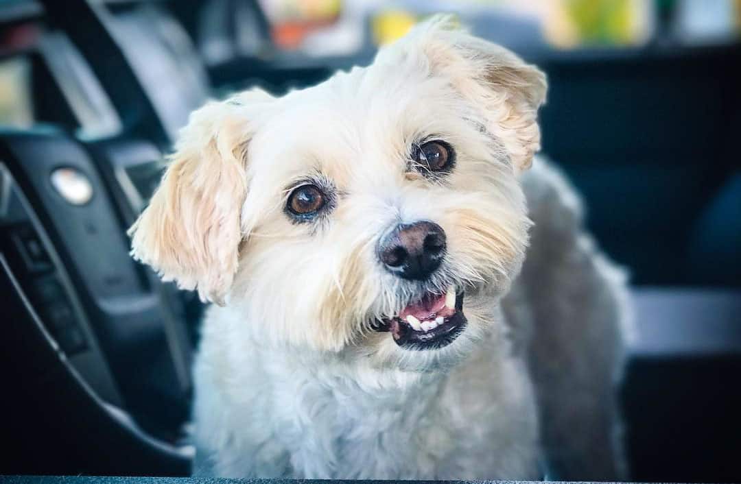 how often should you bathe a schnoodle