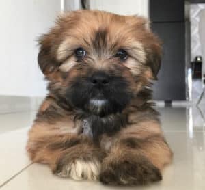 shih tzu puppy