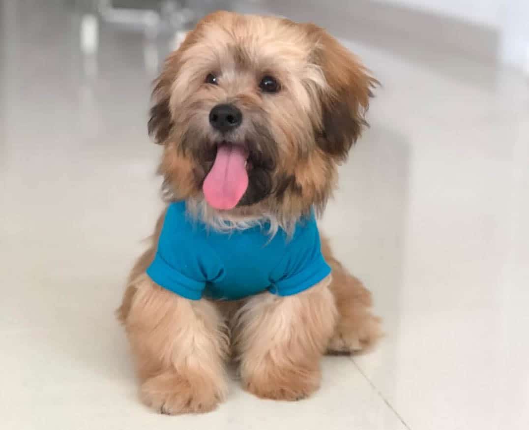 shih tzu puppy smile