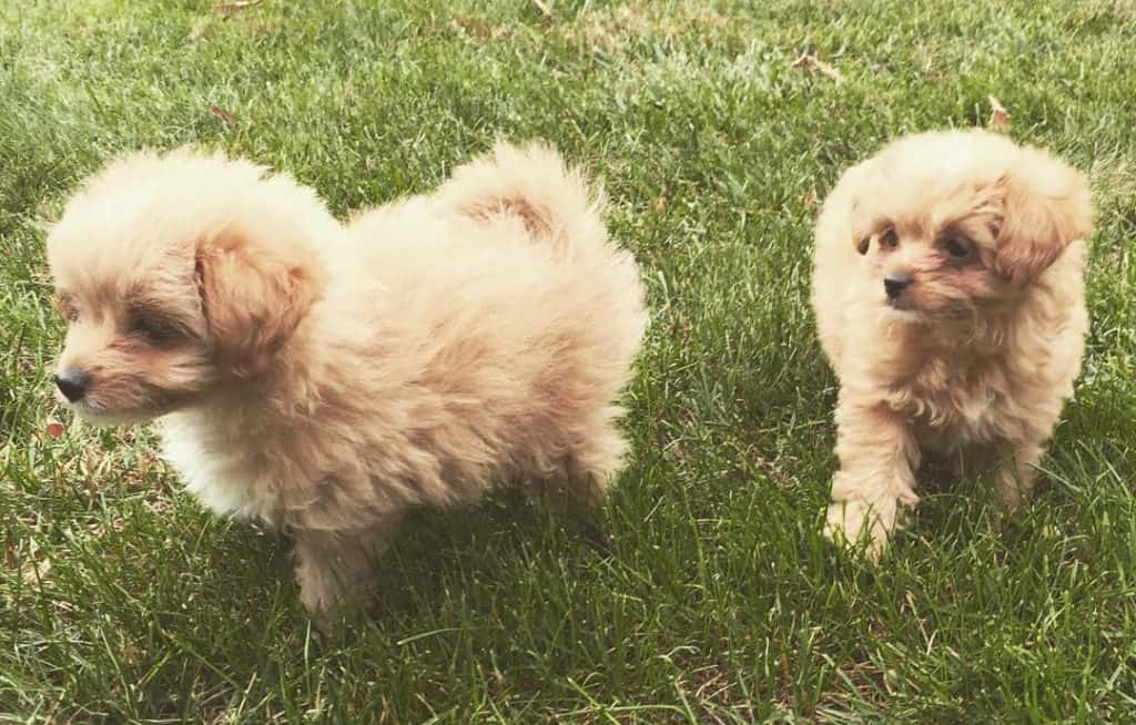 two brown poma poo puppies