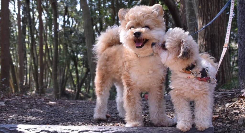 two-pomapoodle-puppies-are-poodle-mixes-smart