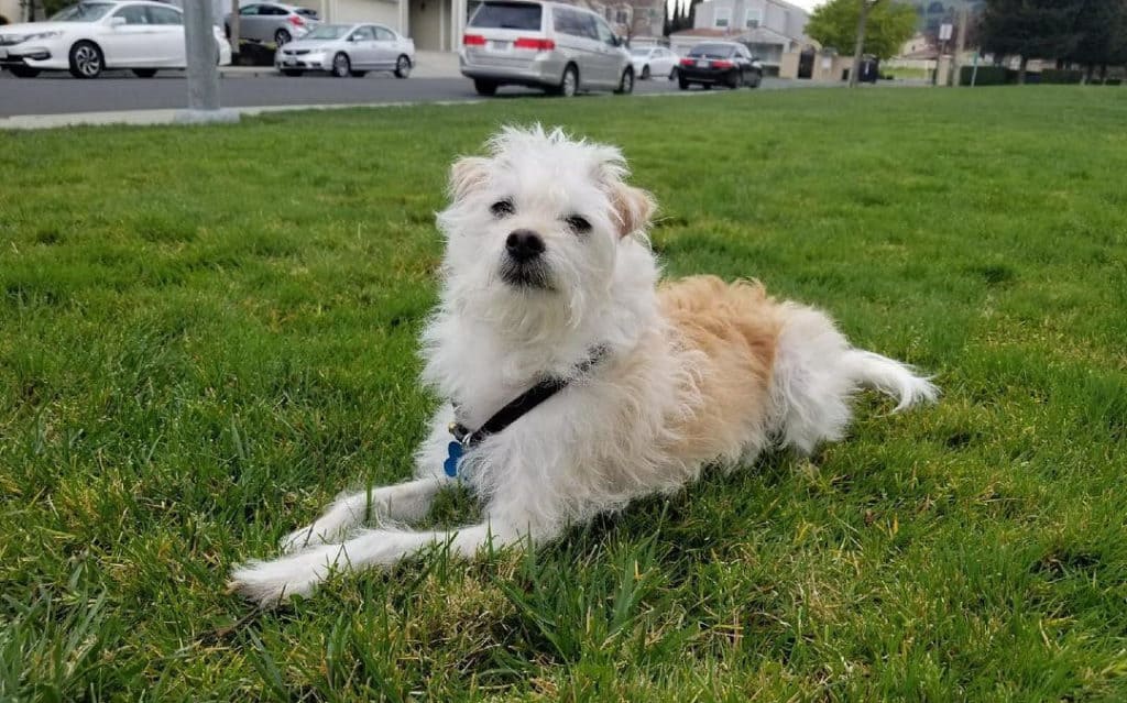 white chipoo puppy