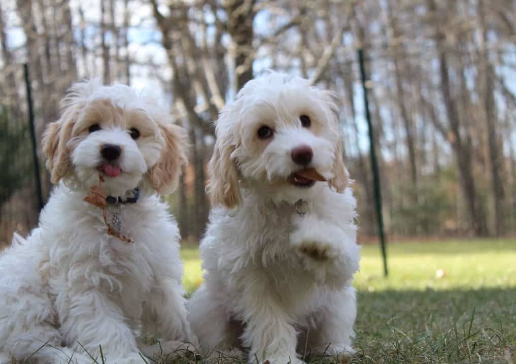 white cockapoo dogs