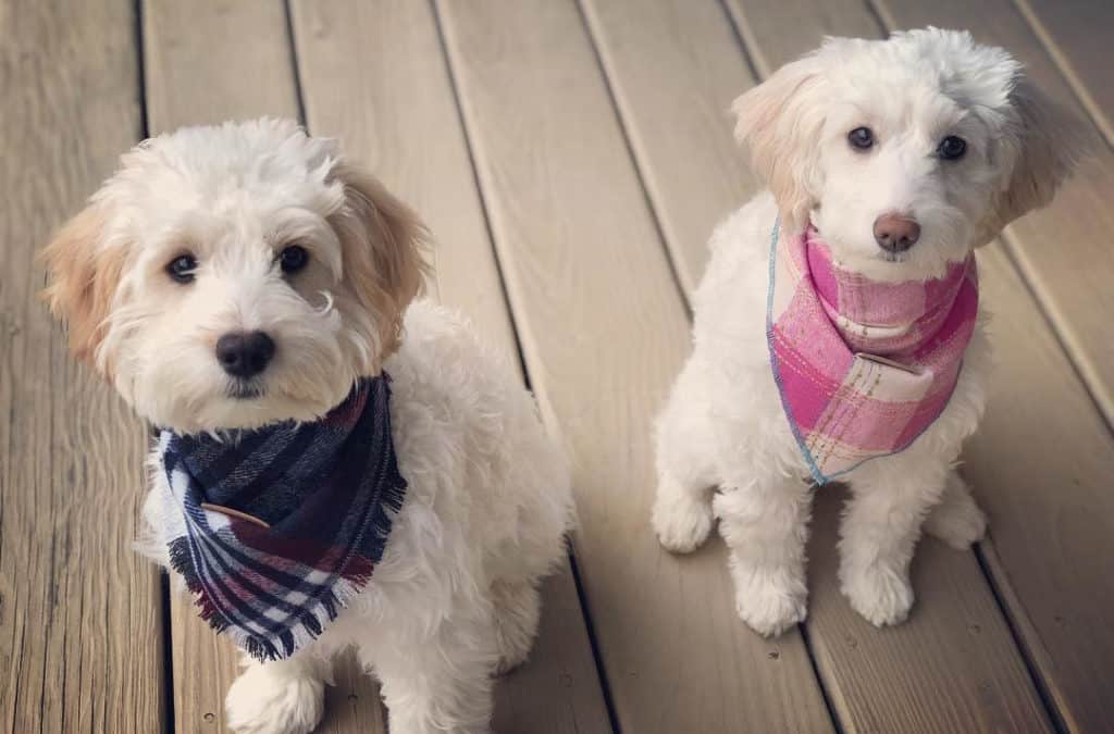 white cockapoo puppies