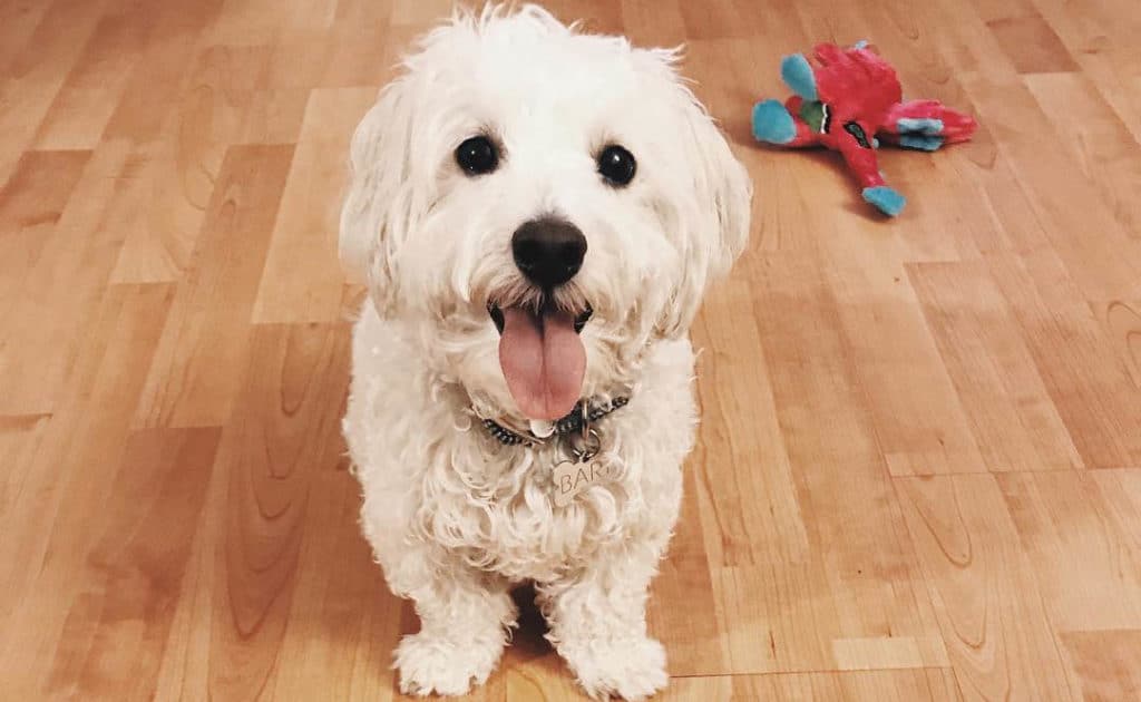 white multi poo dog