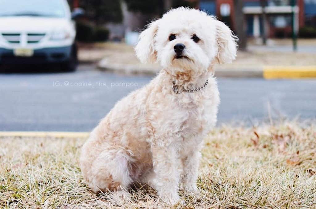 white pomadoodle dog