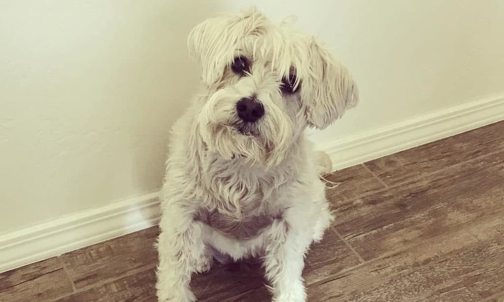 white schnauzer poodle mix dog