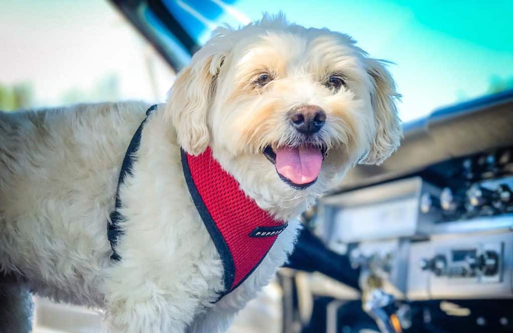 white schnoodle dog poodle mix