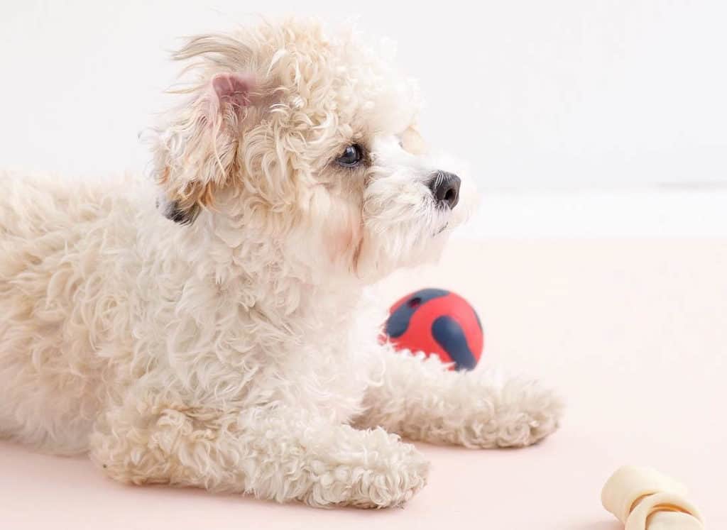 white shih poo puppy