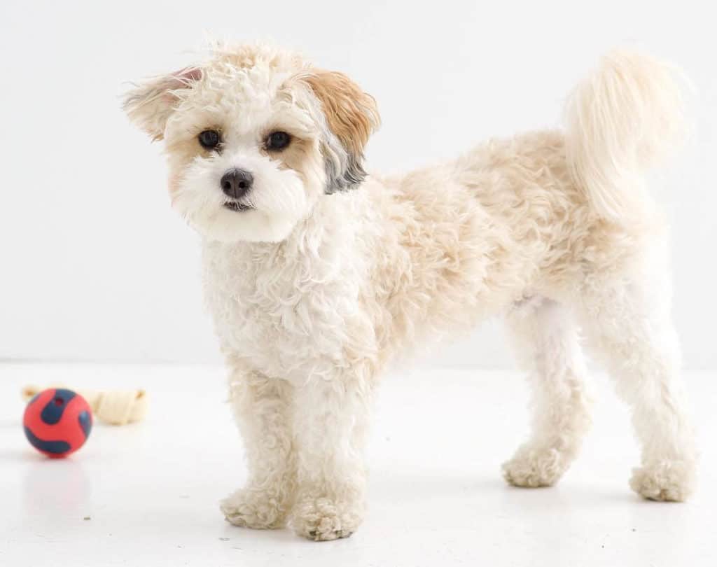 white shih poo puppy