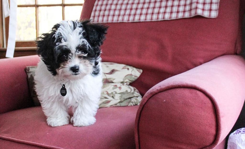 white yorkiepoo dog