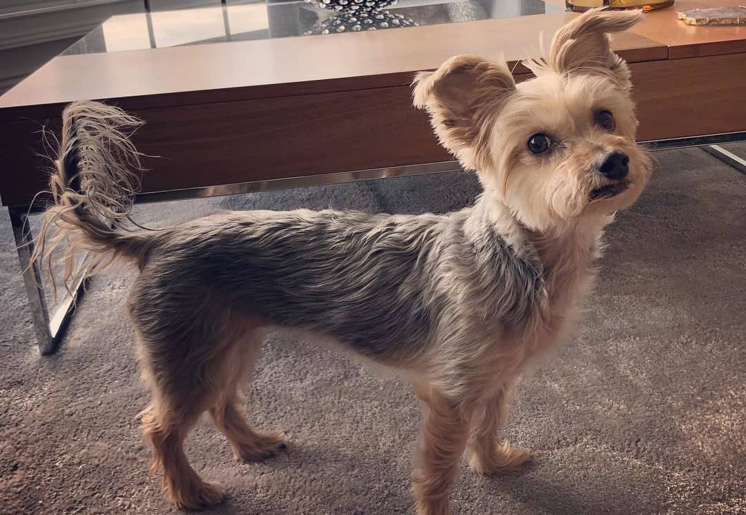 12 Amazing Things About Yorkie Poo - Yorkie Poodle Mix Dogs