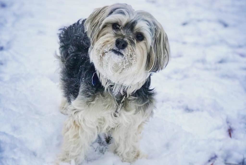 yorkie poo poodle mix dog