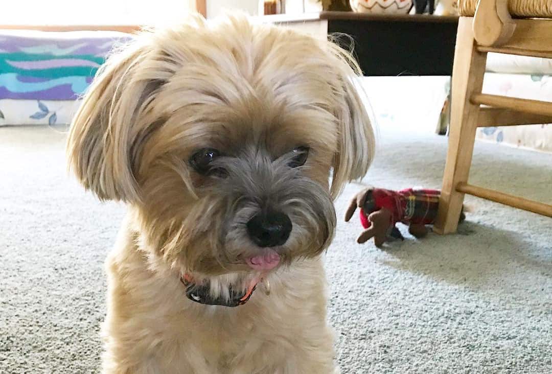 12 Amazing Things About Yorkie Poo - Yorkie Poodle Mix Dogs