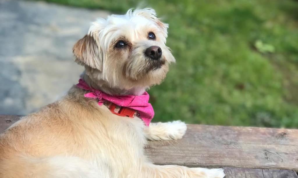 yorkie poodle mix dog