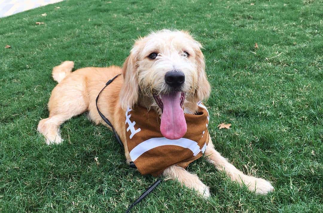 bassetoodle basset hound poodle mix dog