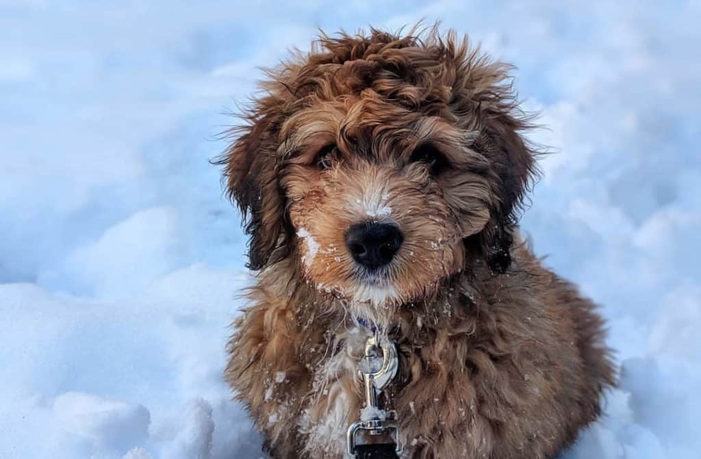 bernedoodle bernese mountain poodle mix dog