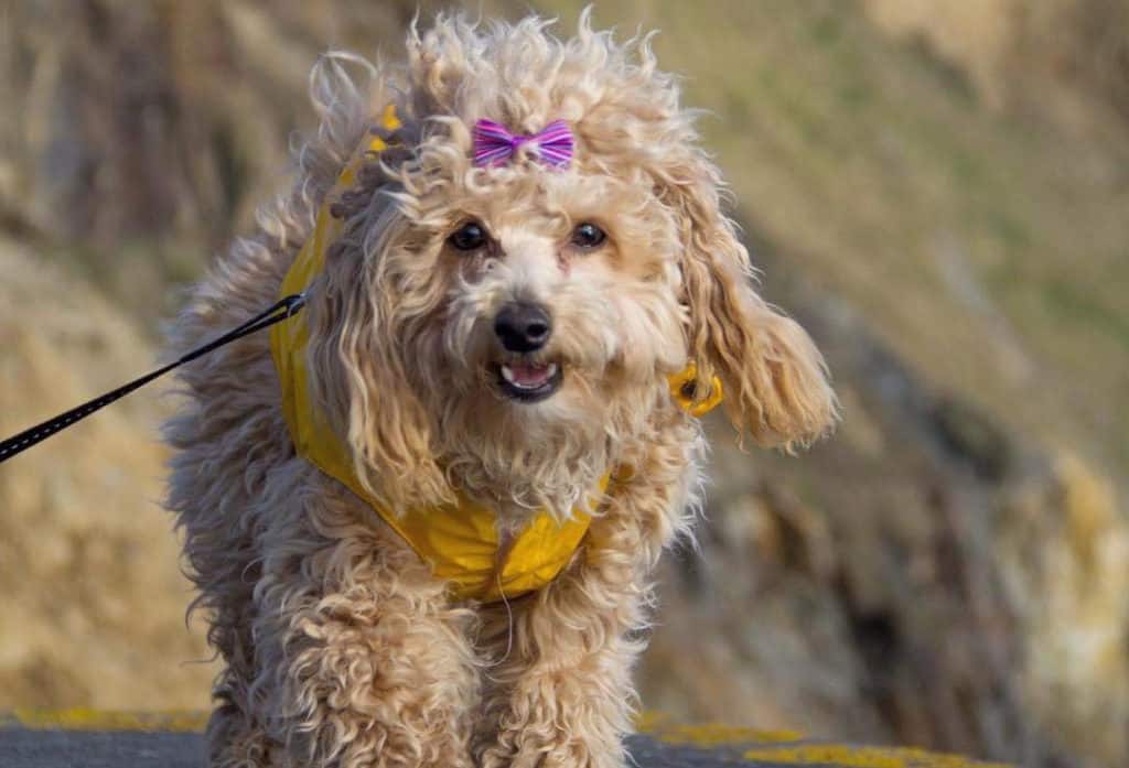 bichon frise poodle mix dog