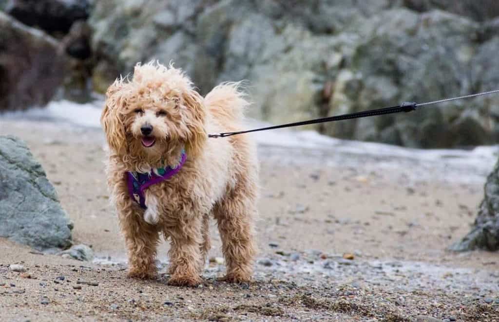 how long do bichon poodle dogs live