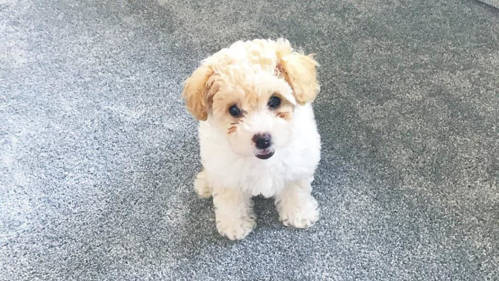 bichpoo puppy