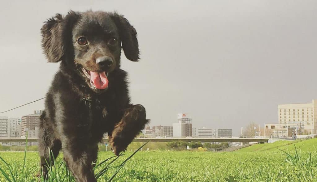 black doxiepoo dog