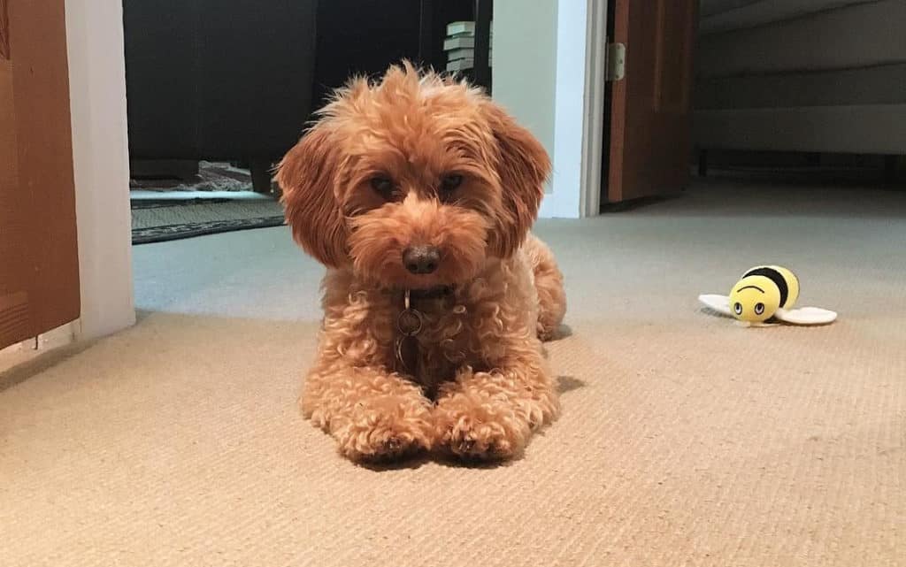 brown doxiedoodle dog