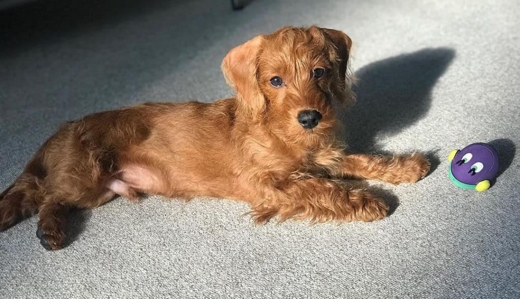 brown doxiepoo dog