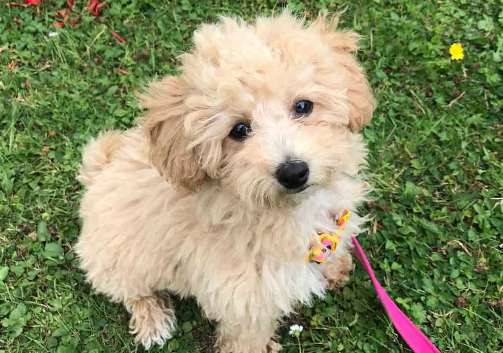 brown poochon dog