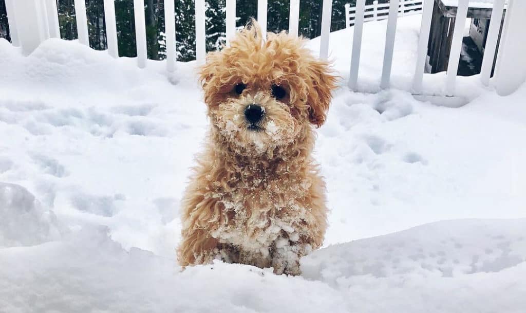 brown poochon puppy