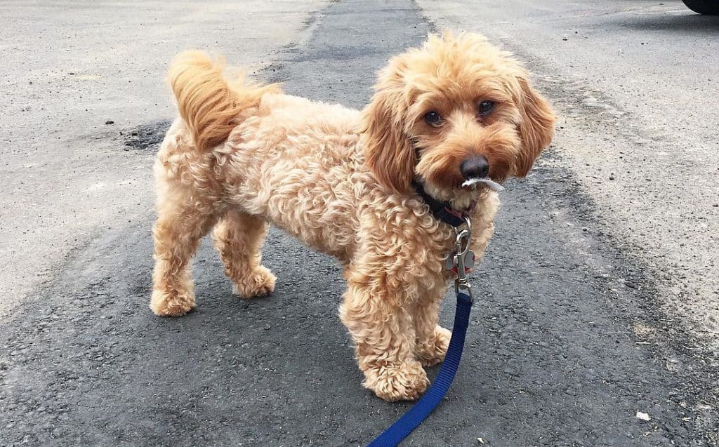 dachshund poodle mix dog