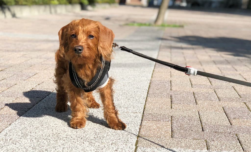 doxiedoodle dachshund poodle mix dog