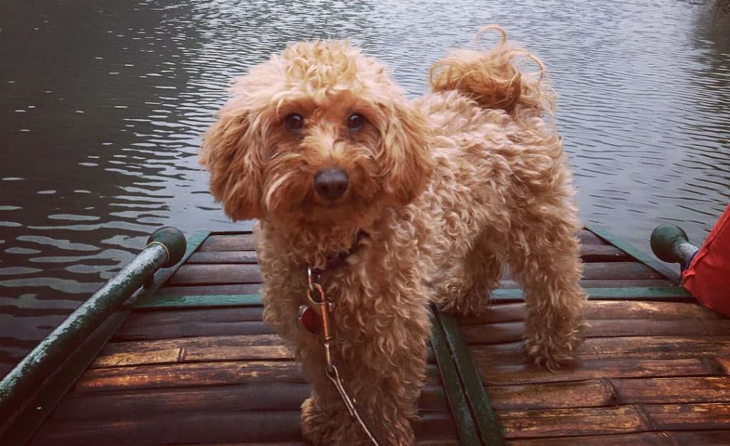 doxiedoodle poodle mix