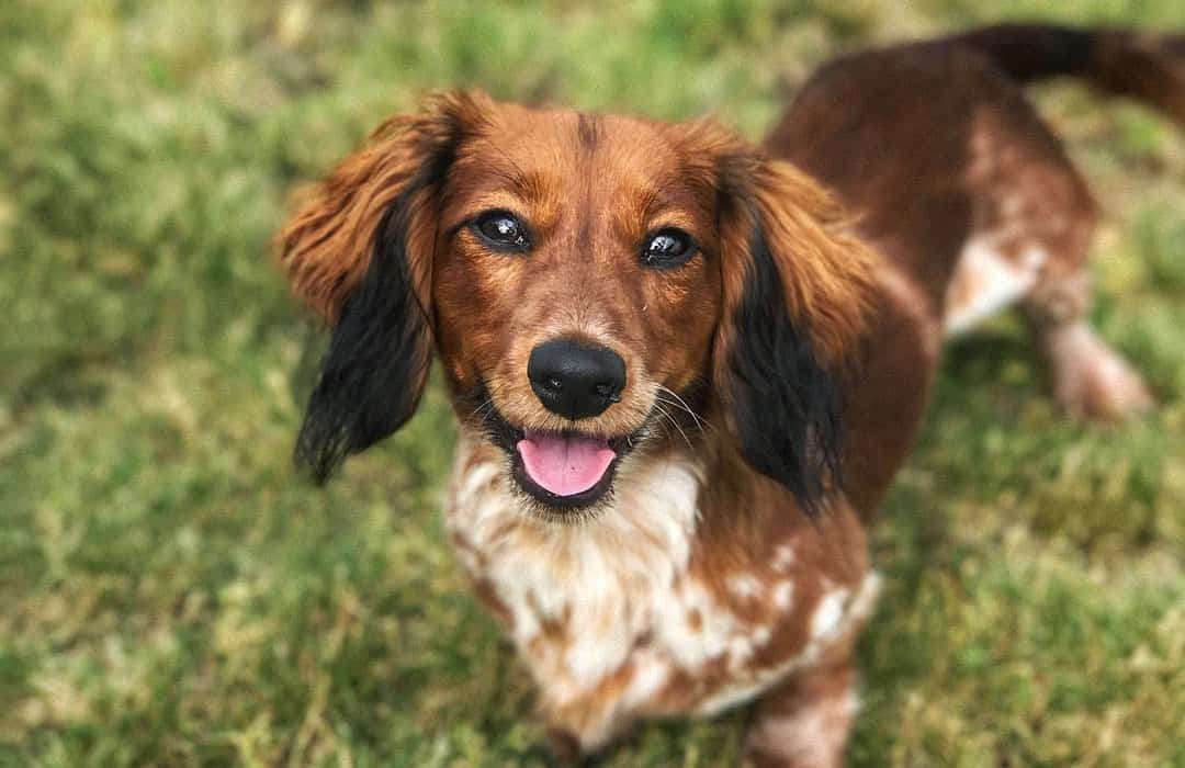 doxiepoo dachshund poodle mix dog