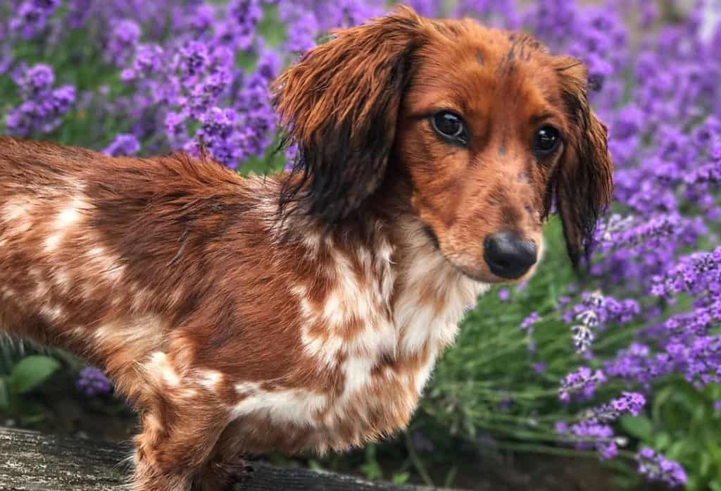 doxiepoo dog