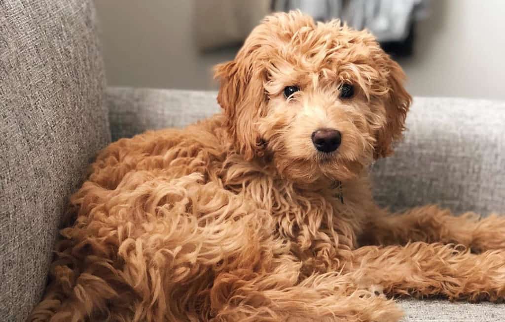 goldendoodle golden retriever poodle mixes dogs