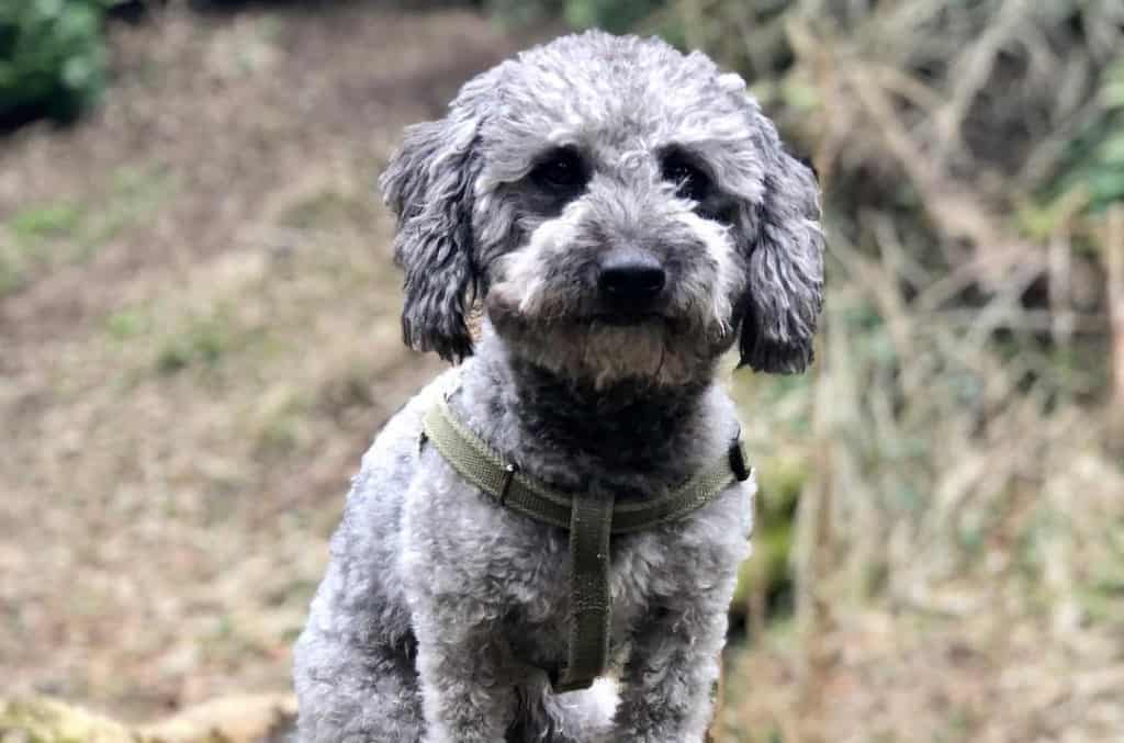 jackapoo jack russell terrier poodle mix dog