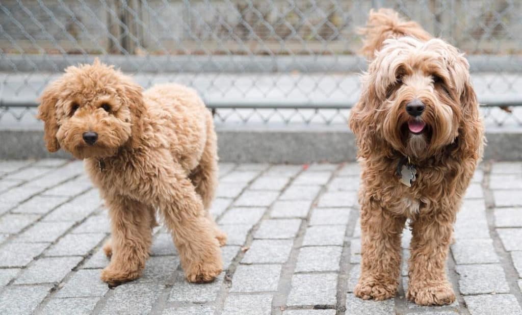 labradoodle labrador poodle mixes dogs