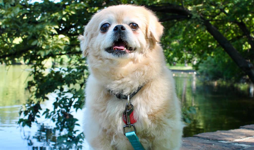 perro peekapoo al aire libre