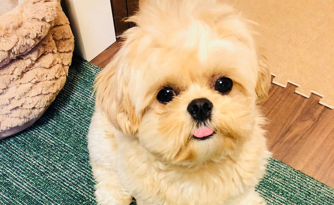 12 Amazing Things About Peekapoo Dog - Pekingese Poodle Mix Dog