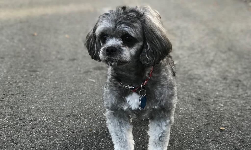cucciolo di peekapoo