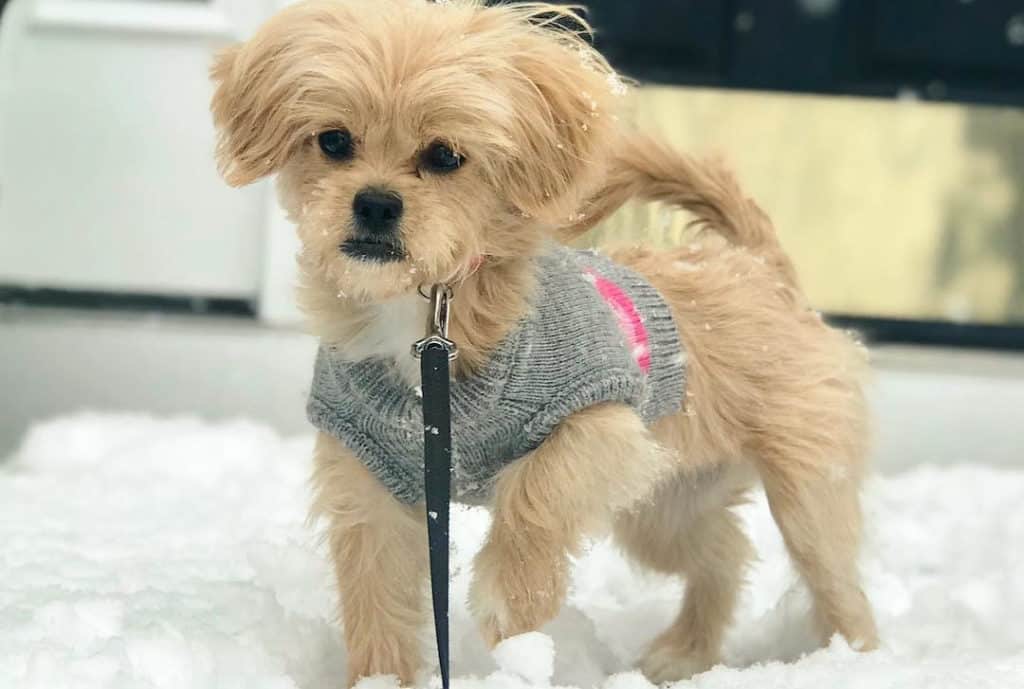 peekapoo puppy on ice