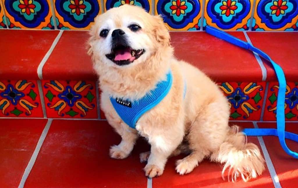 perro mezcla de caniche pekinés