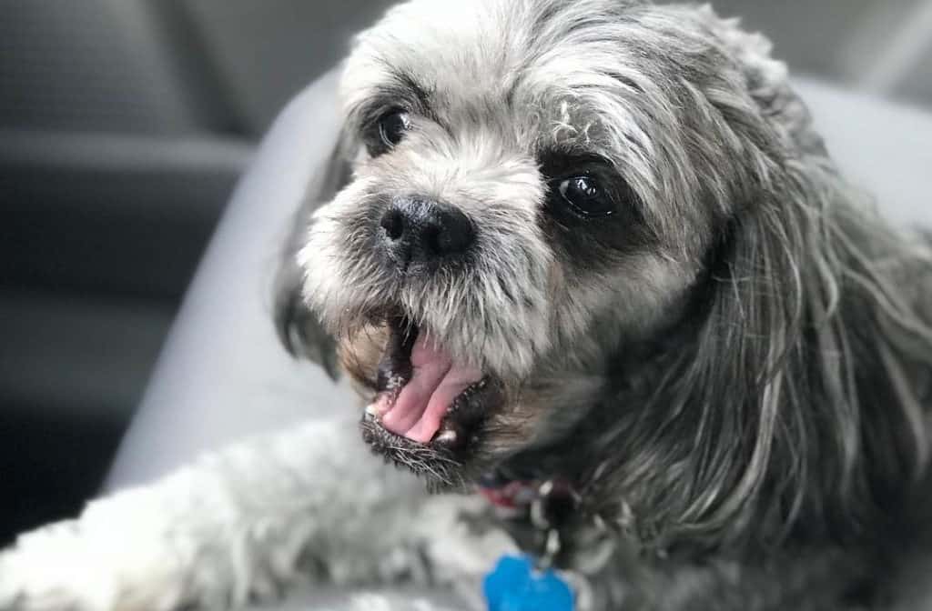 pekingese poodle mix puppy