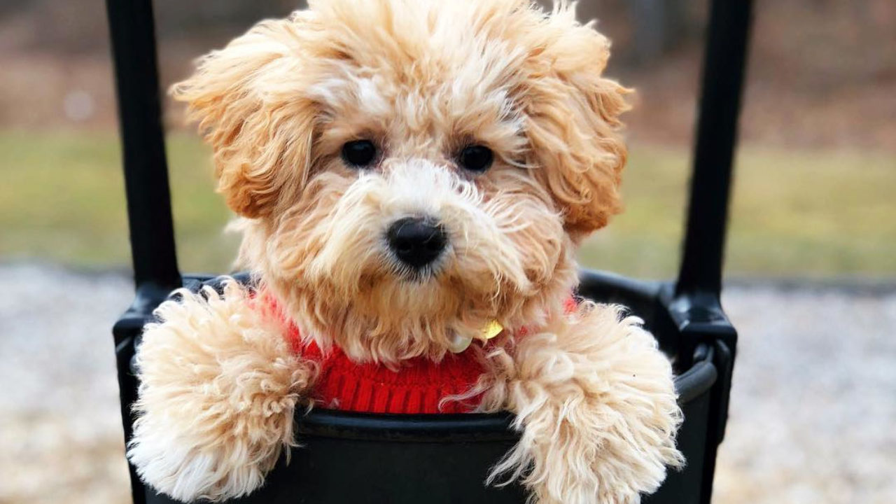 12 Things You Need To Know About Poochon Poodle Mix Club