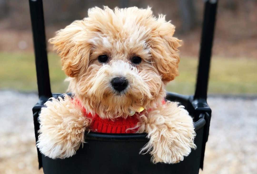 poochon bichon frise poodle mix dog