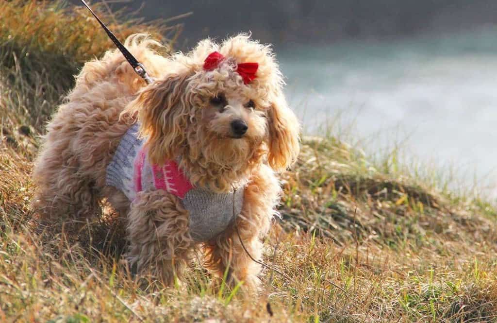 23+ Full Grown Bichon Poodle Brown