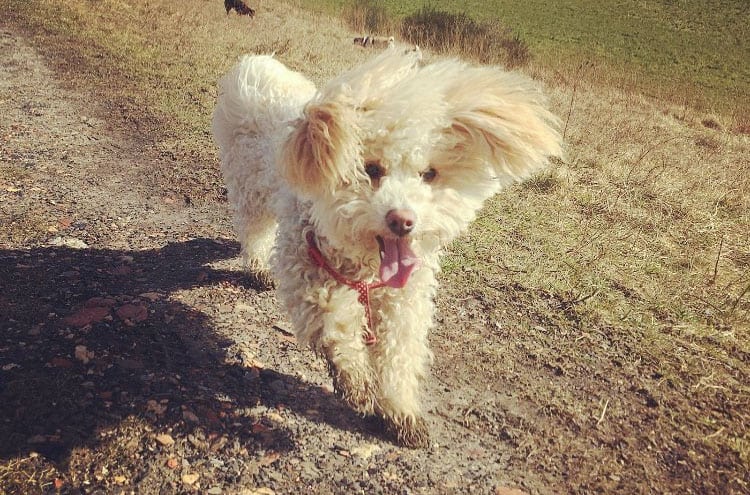 poochon dog smile